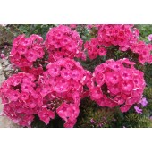 Флокс Phlox Жюль Сандо